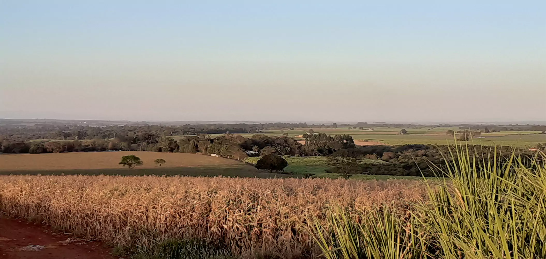 巴西甘蔗白兰地酒厂 SAPUCAIA